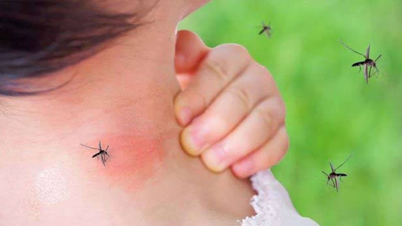 Sivrisineklerin en fazla ısırdığı insanlar belli oldu. Sakın bu renkleri giymeyin