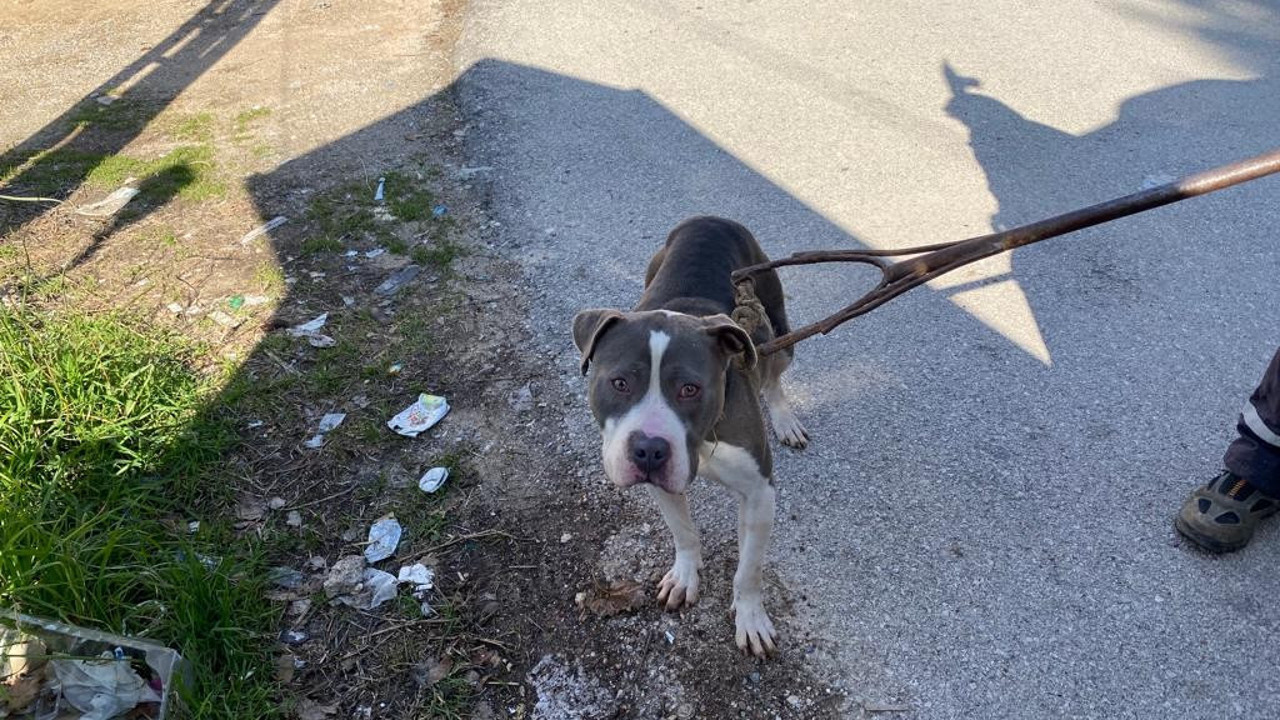 Sokak köpeklerini yaralayan pitbull barınağa götürüldü
