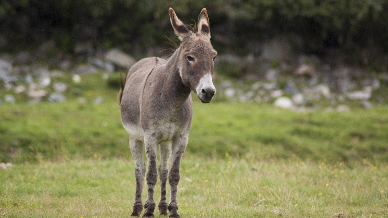 'Eşek Terzisi' ismindeki belgeseli 'atla' çekti