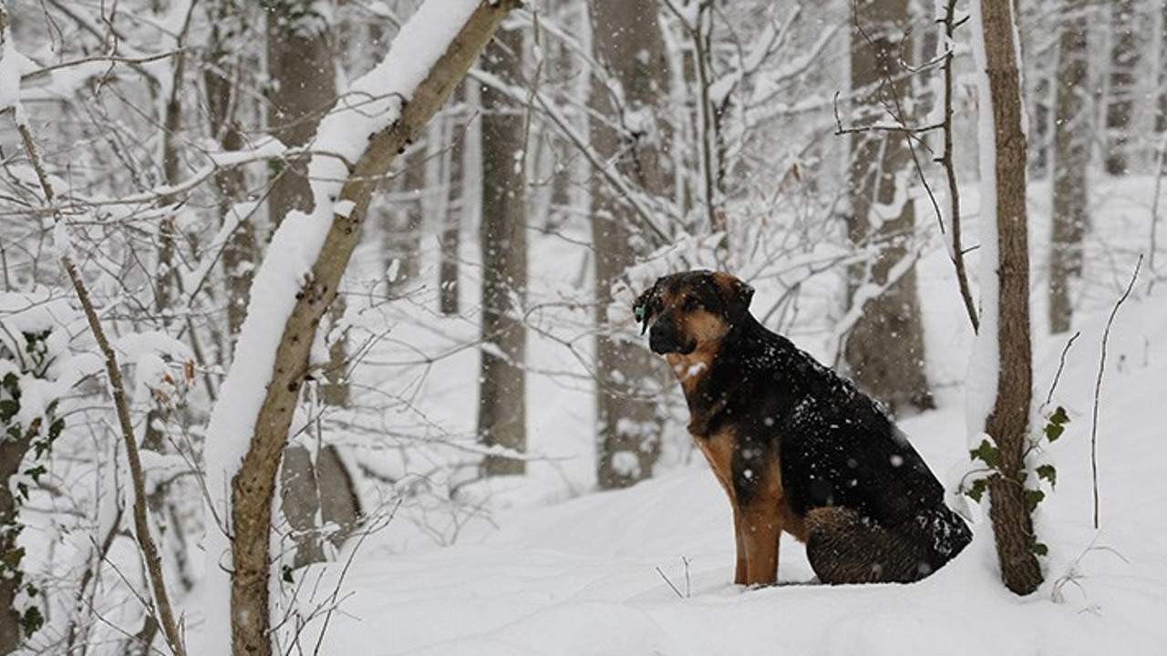 Soğuk havalarda sokak hayvanları için ne yapılabilir?