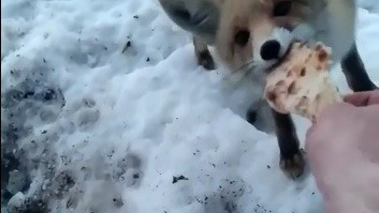 Aç kalan tilkiyi elleriyle besledi (08 Şubat 2022)