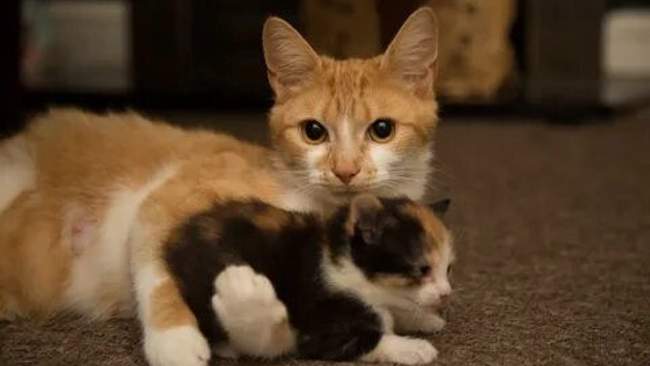 Evcilleşme sonrası kedilerin beyinleri küçüldü