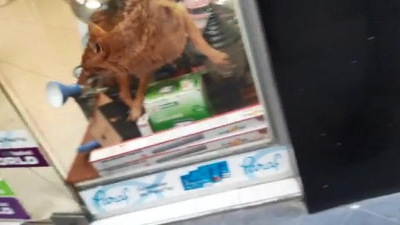 Aç tilki avizeciye girdi