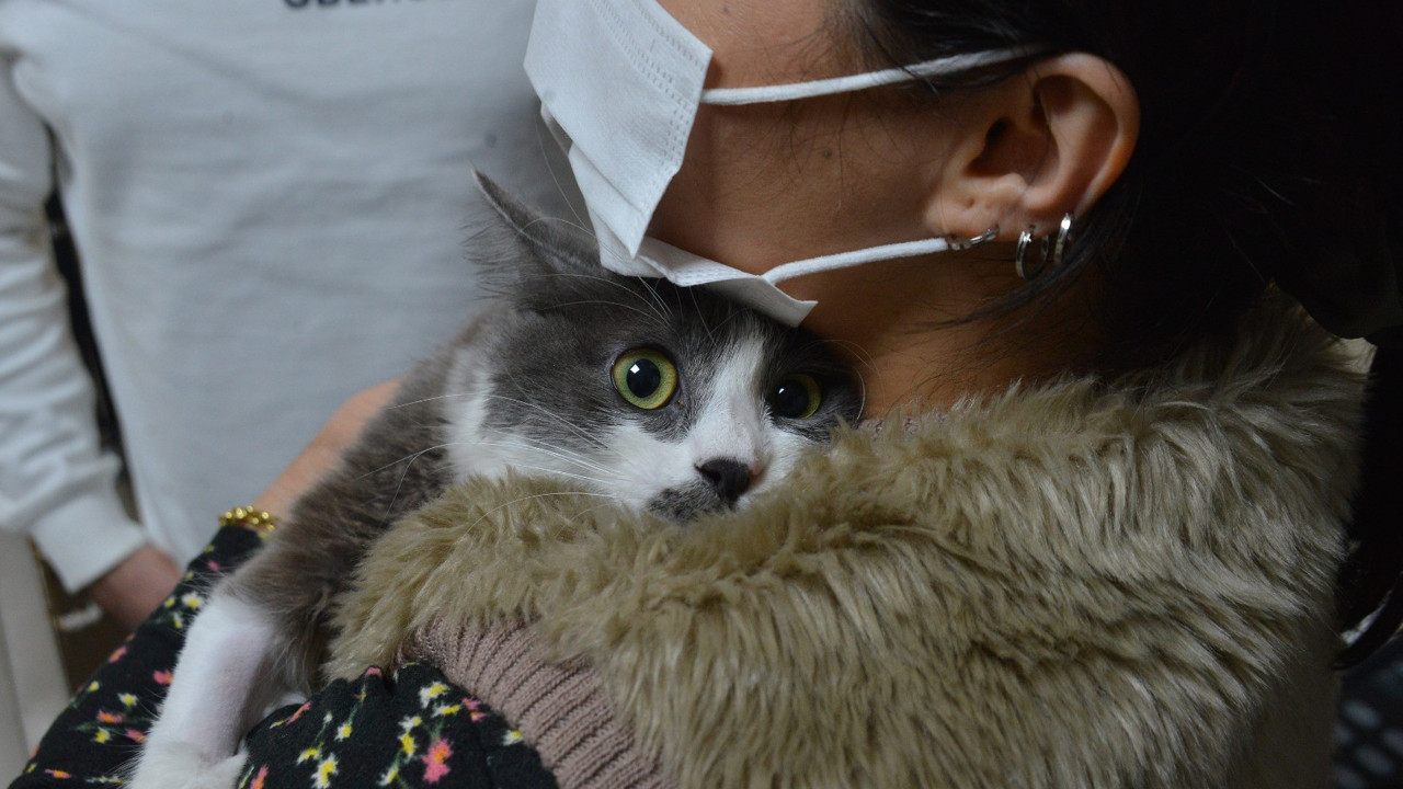 Meme kanseri kedinin vücudundan çıktı! Sahibi görünce neye uğradığını şaşırdı…