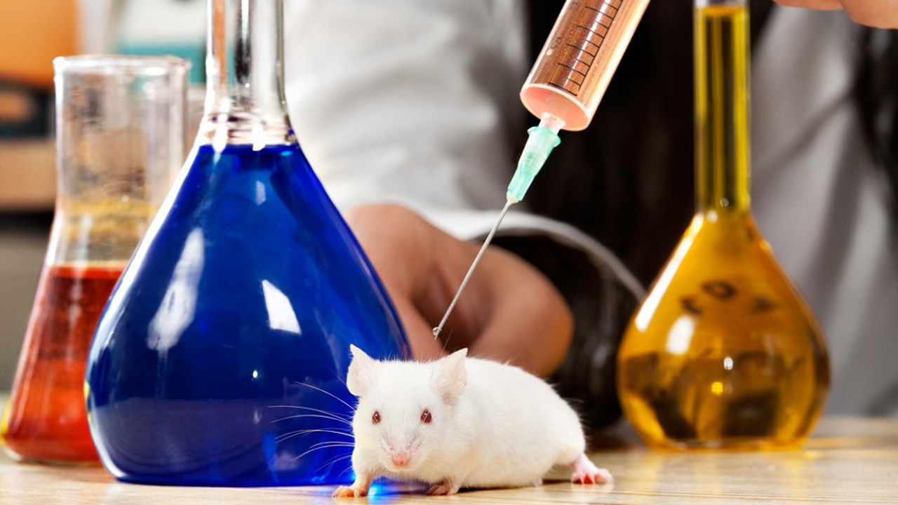 Şaşkınlık yaratan istatistik: İsviçre'de halkın %80'i hayvan deneylerini destekliyor