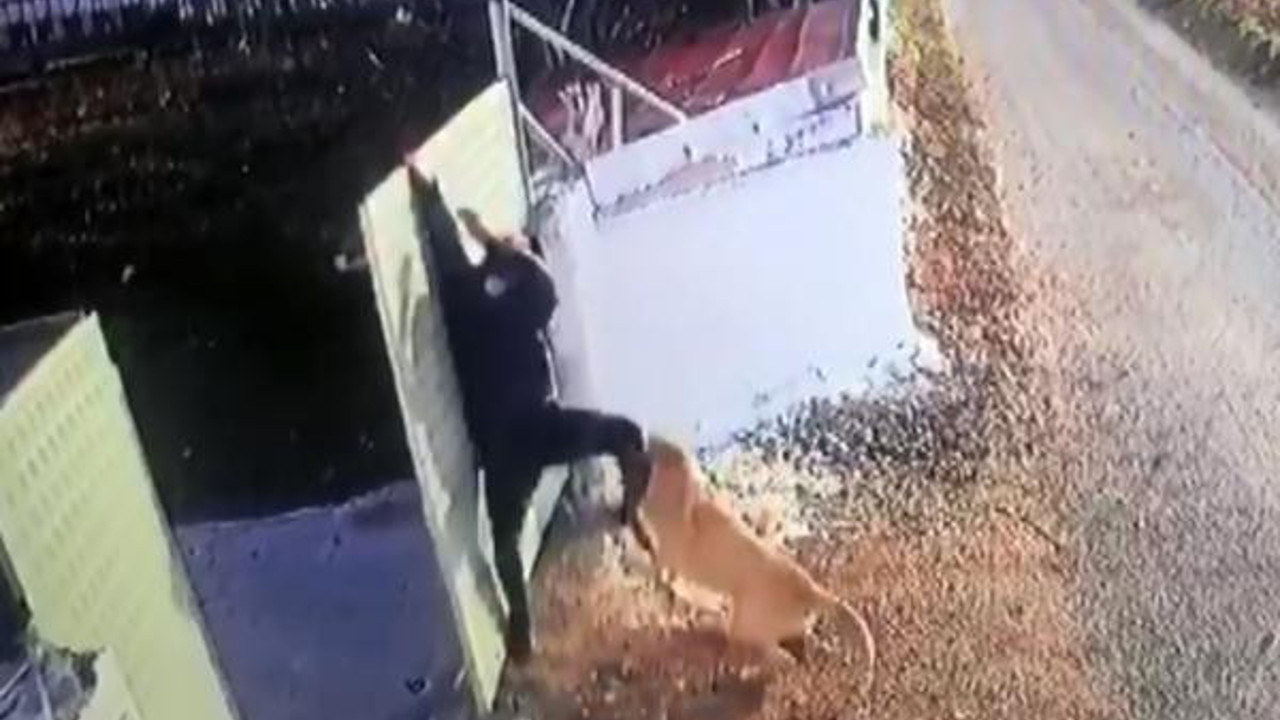 Zincirini kıran kangal öğretmene zor anlar yaşattı