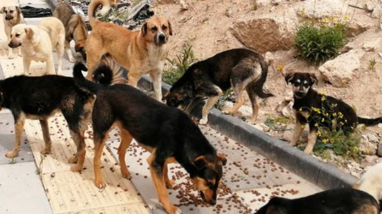 Sokak köpekleri 3 kişiye parçaladı