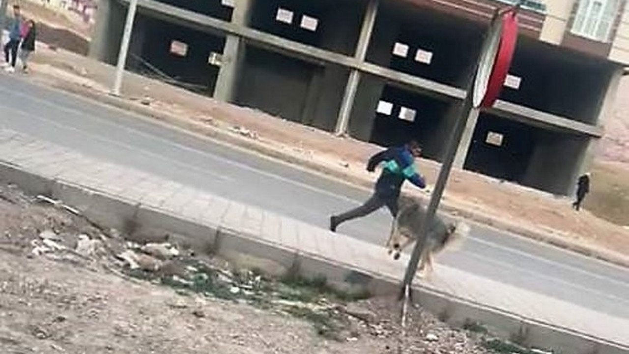 Mardin’de sokak köpeklerinin saldırında 7 kişi yaralandı