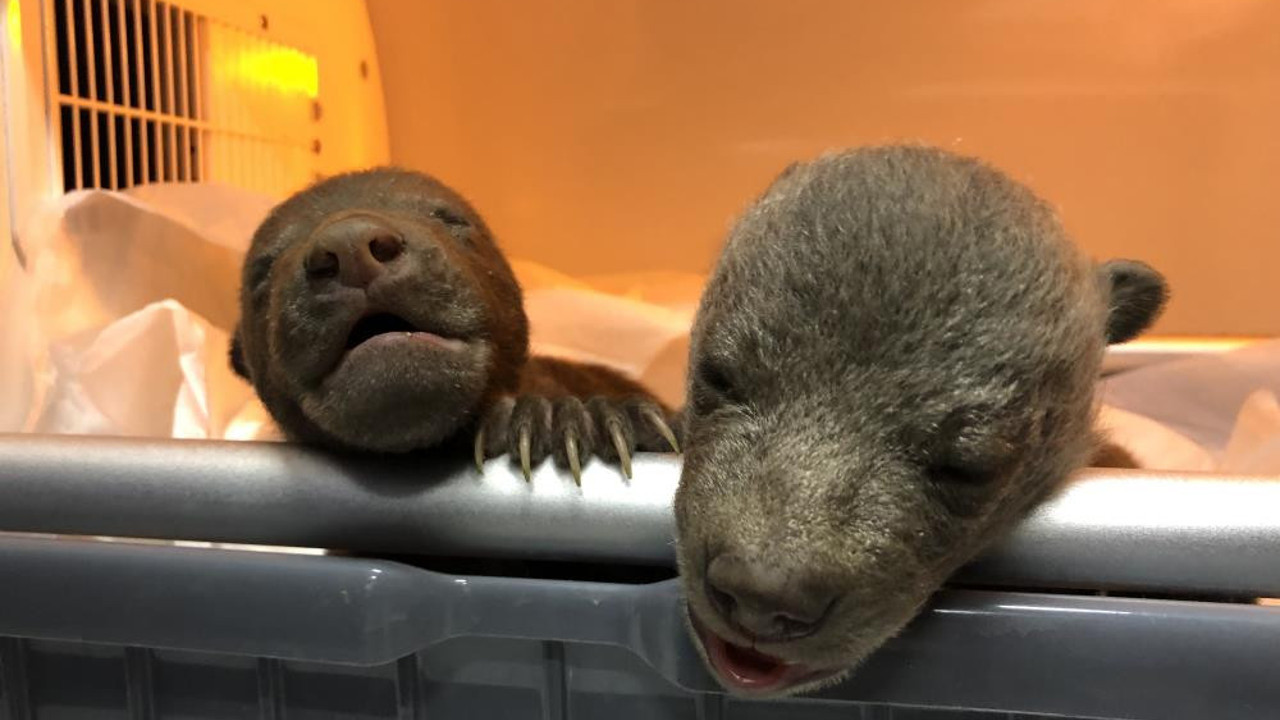 Yavru ayıların hayatını havlama kurtardı