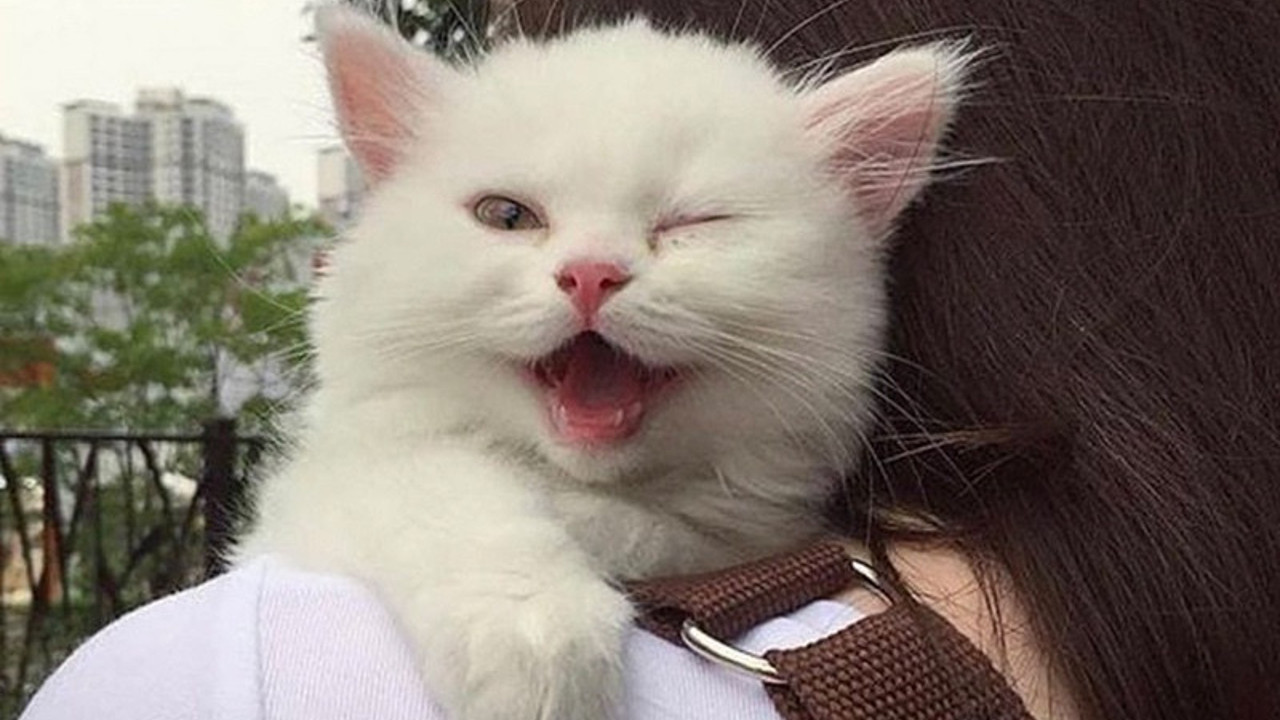 Y ve Z kuşağı evcil hayvanlarına daha çok özen gösteriyor