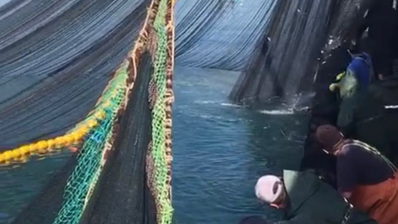 Denizden istavrit fışkırdı: Tam 500 kasa