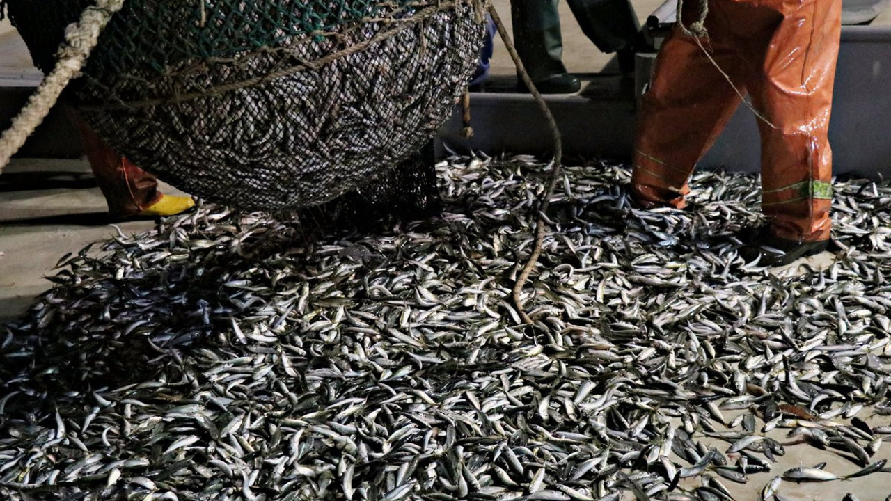 Hamsi gitti istavrit akını başladı