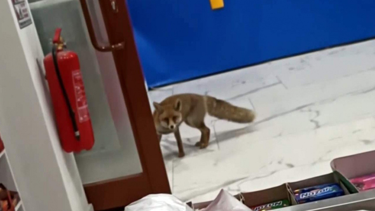 Aç kalan tilki marketi bastı! Türkiye'de bu da oldu!