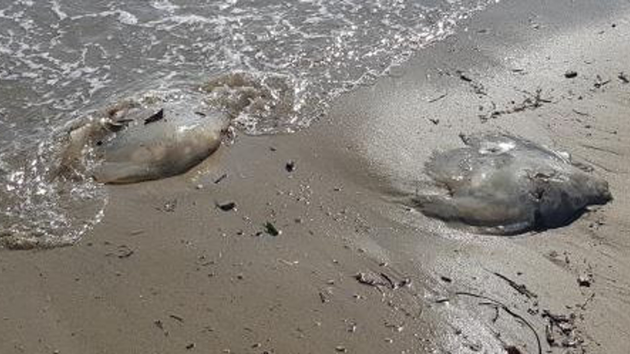 Alanya'da 5 kiloluk deniz anaları sahile vurdu