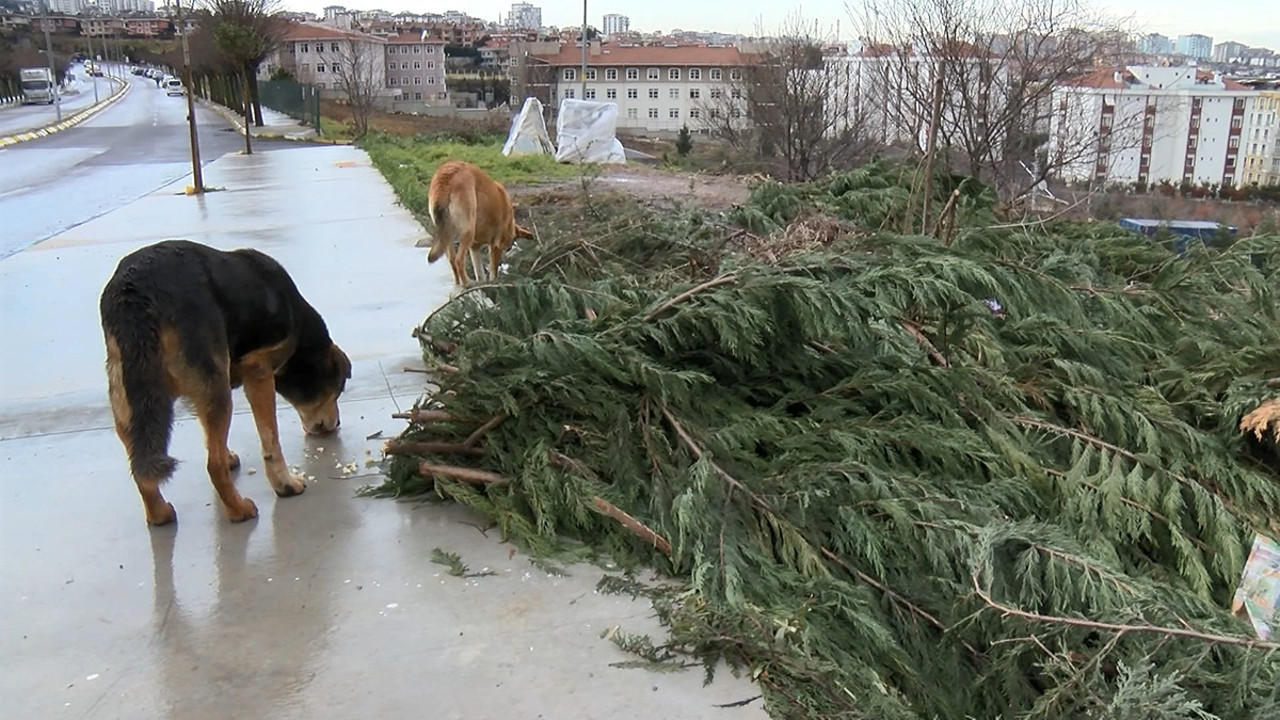 Pendik'te mama tartışması