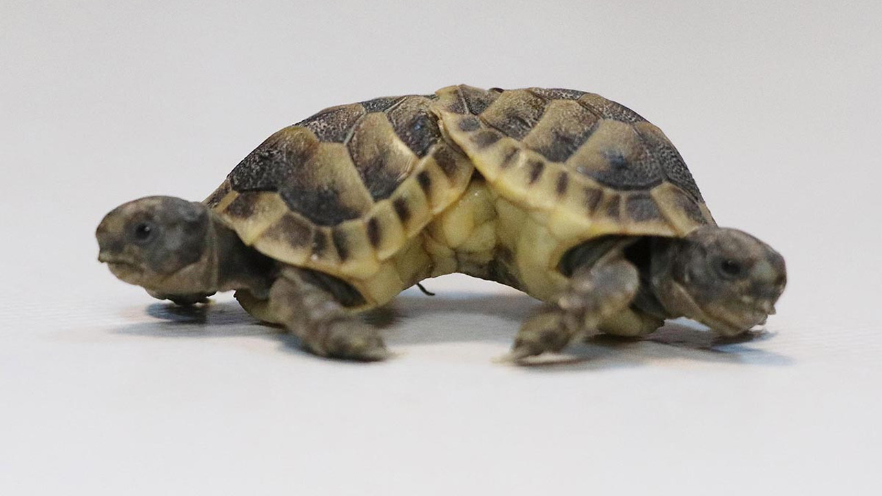 Çift başlı siyam ikizi kaplumbağalardan kötü haber
