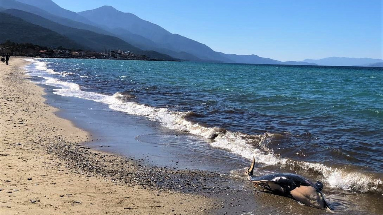 Deniz canlıları sahilde ölü olarak bulundu