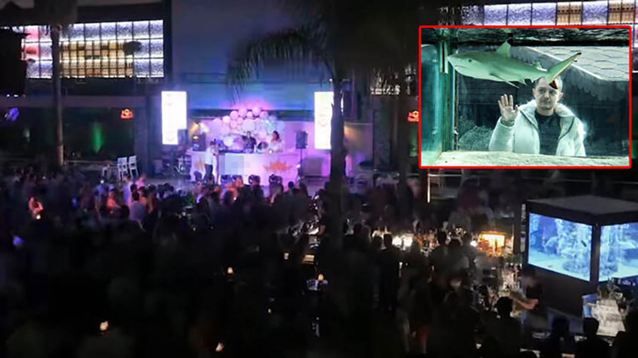 Diskotekteki köpek balığı ‘Summer’ yeni yaşam alanına nakledildi