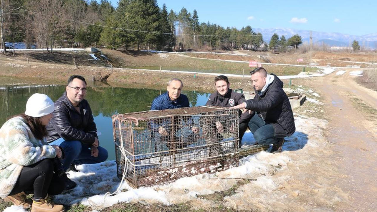 Sazan balıklarının katili kapana yakalandı