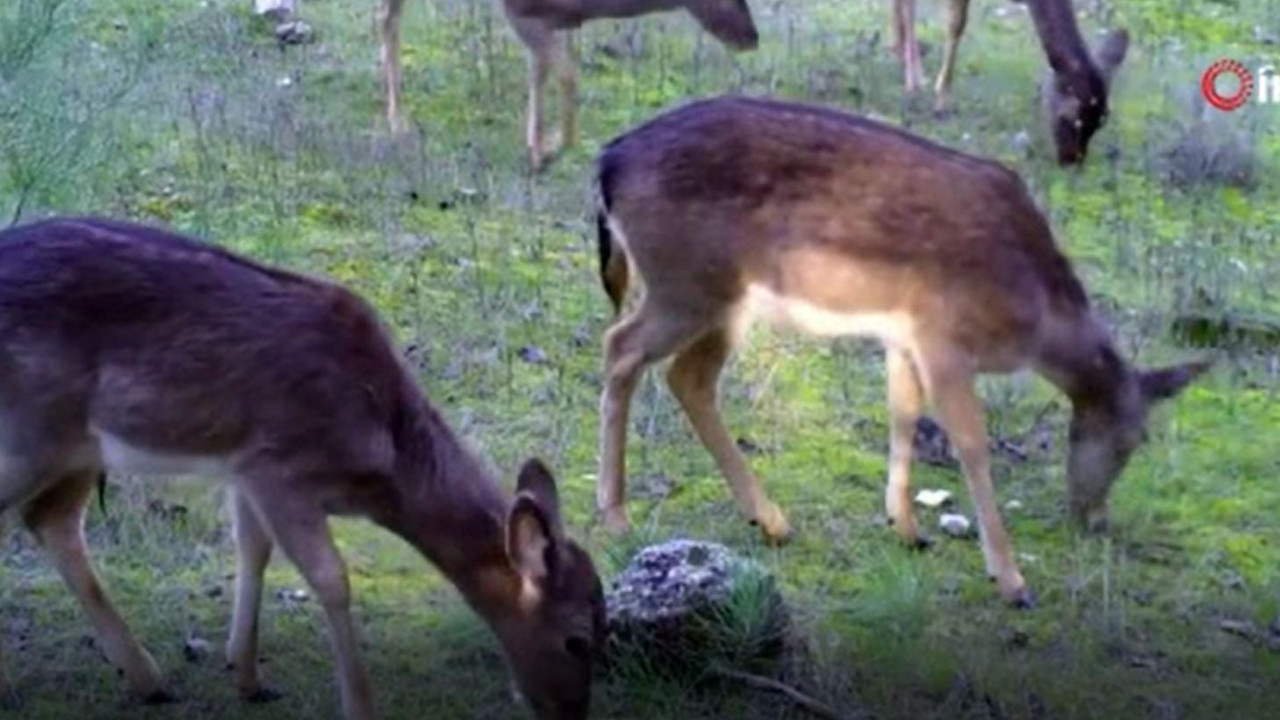 Yaban hayat foto-kapanda