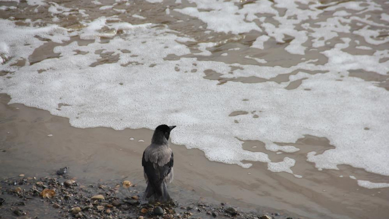 Oltu Çayı deterjan gibi köpürdü
