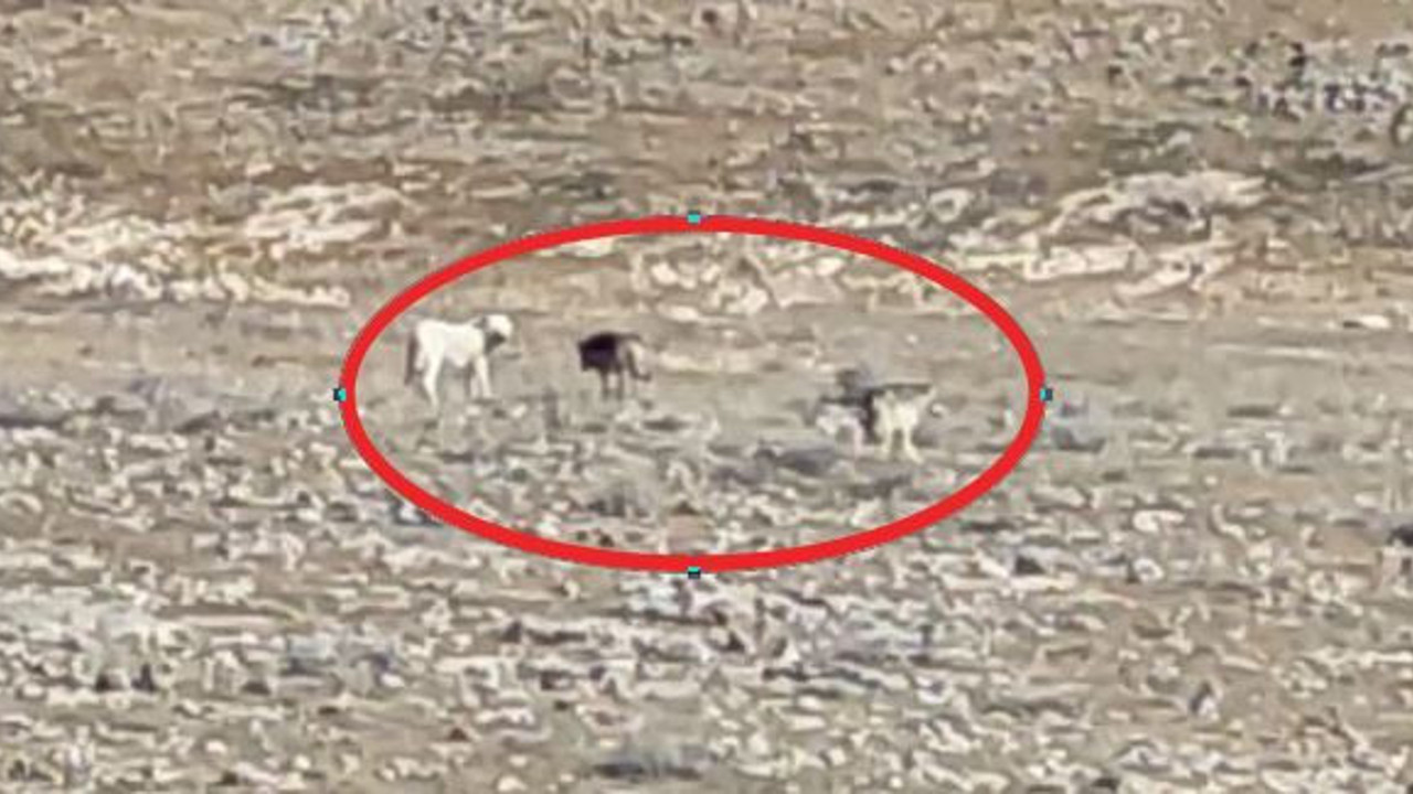 Çoban köpekleri ilk defa böyle görüntülendi. Çobanlar dondu kaldı