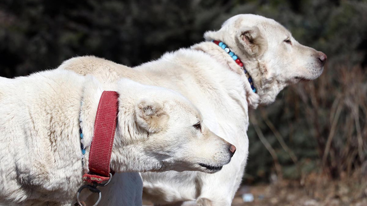 Akbaş çoban köpeklerinin ırk geçmişleri incelenecek