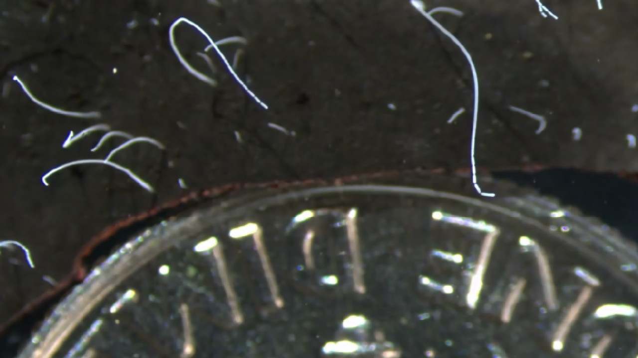 Bilim insanları 'çıplak gözle görülebilen' en büyük bakteri türünü keşfetti