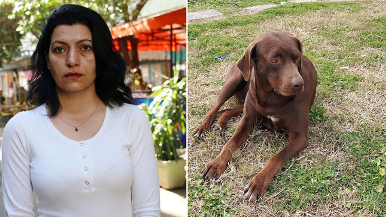 Ateş köpek 'yanlış el'deki iğneden öldü iddiası