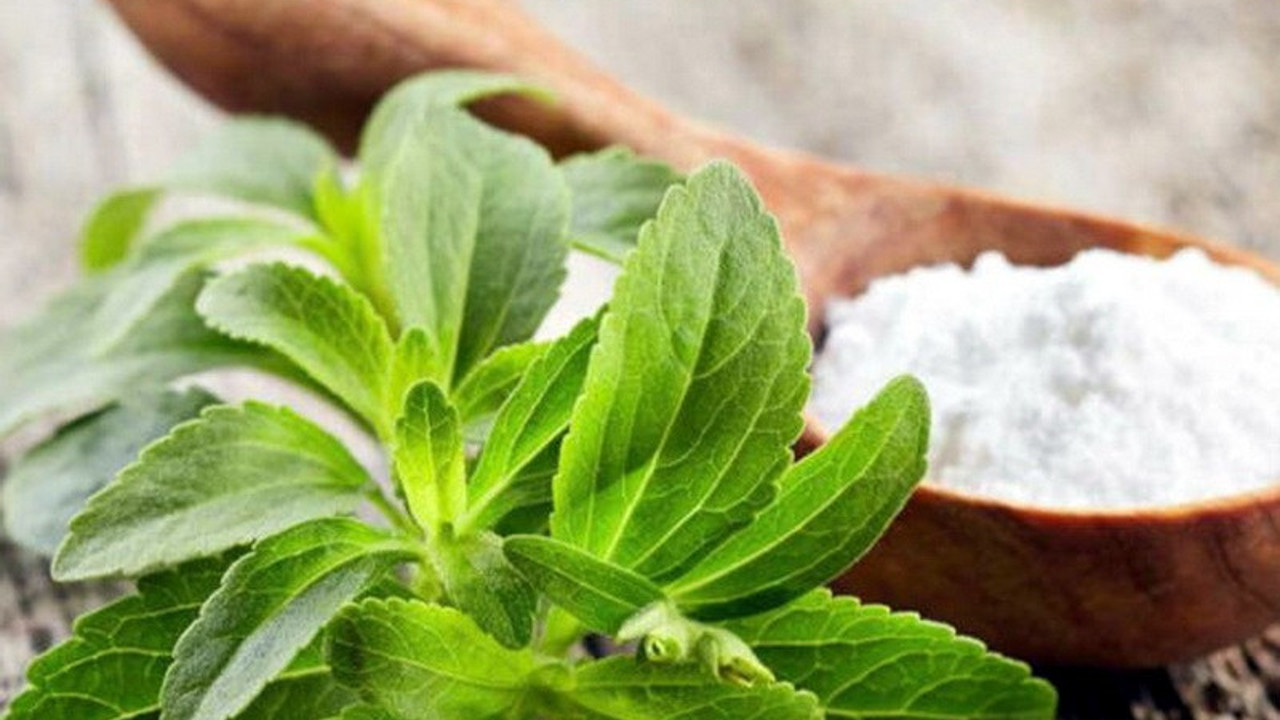 Akdeniz’de ‘şeker otu’ yetiştirilecek