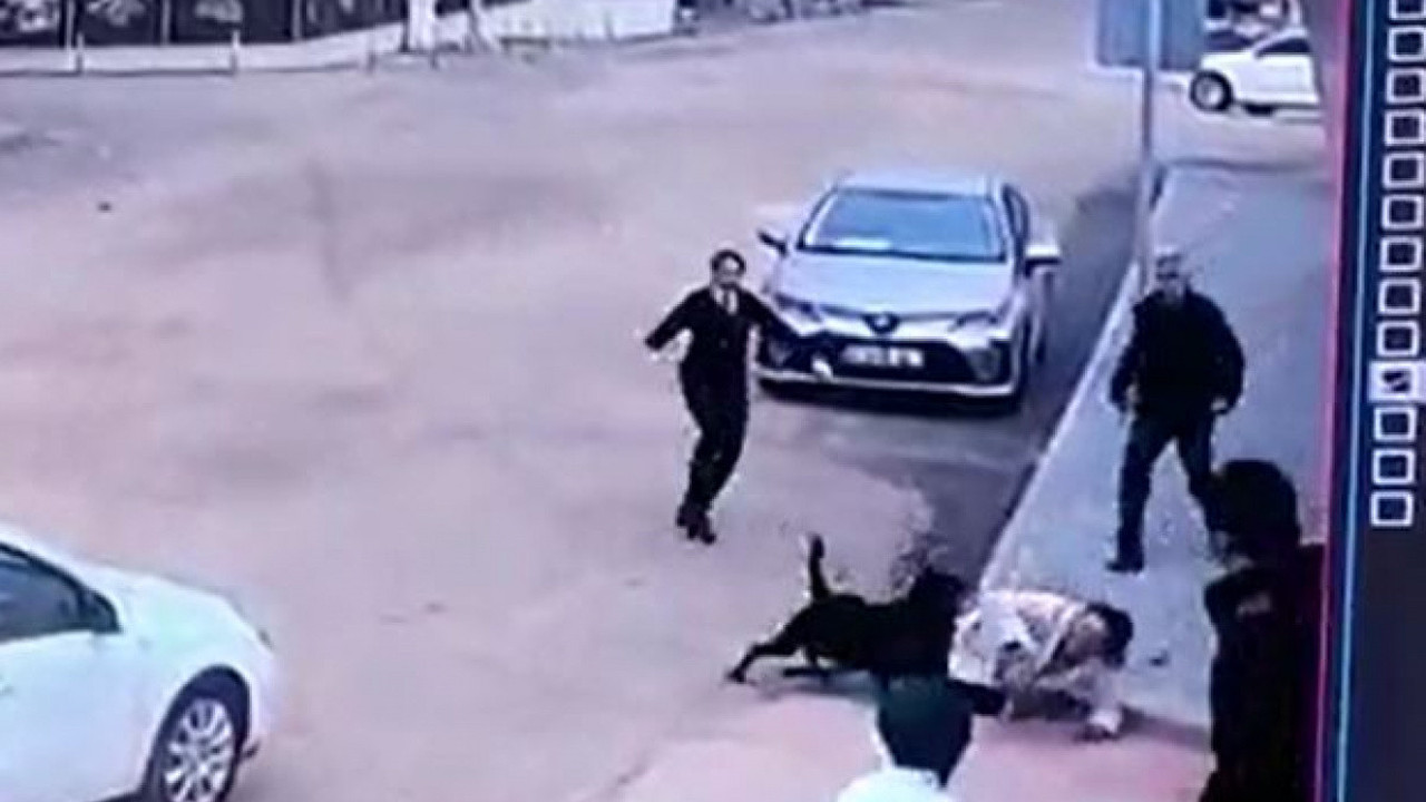 Gaziantep'te pitbulldan sonra rottweiler dehşeti