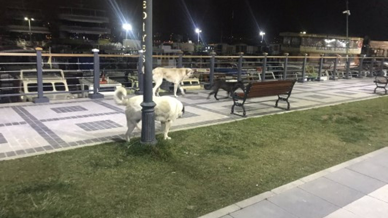 Beykoz Belediyesi, Erdoğan’la barınak şovu yapmıştı, Vatandaşlar köpeklerle köşe kapmaca oynuyor