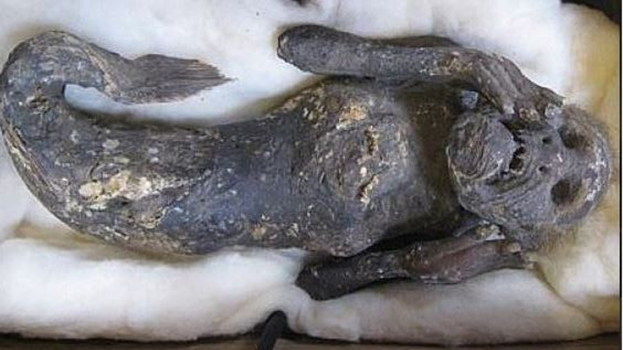 Görenlerin tüyleri diken diken oluyor. Bu mumyanın üstü insan altı balık