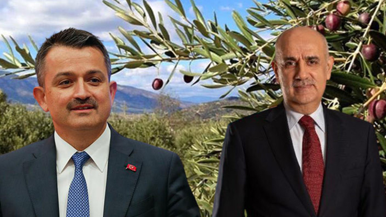 Bakan değişti ama zeytinliklerin kaderi değişmedi