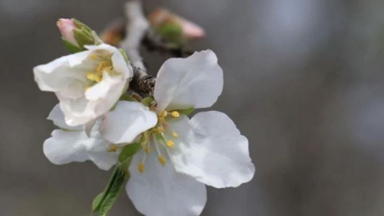 Son cemre toprağa düştü