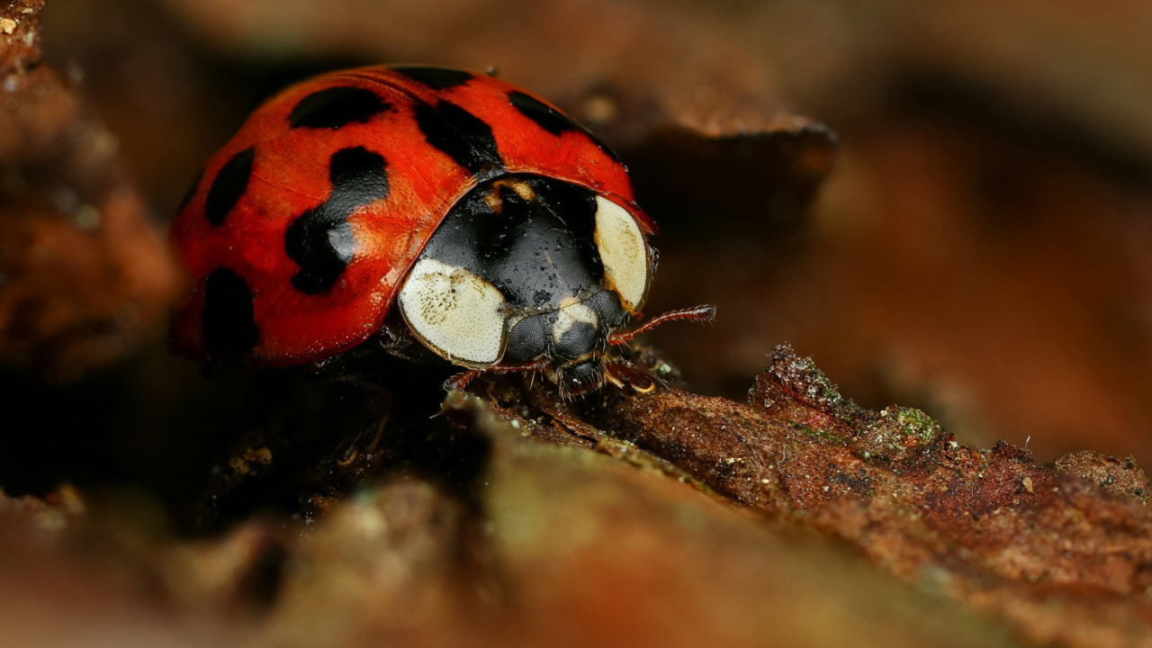 Böcekler 'geleceğin besinleri' olacak