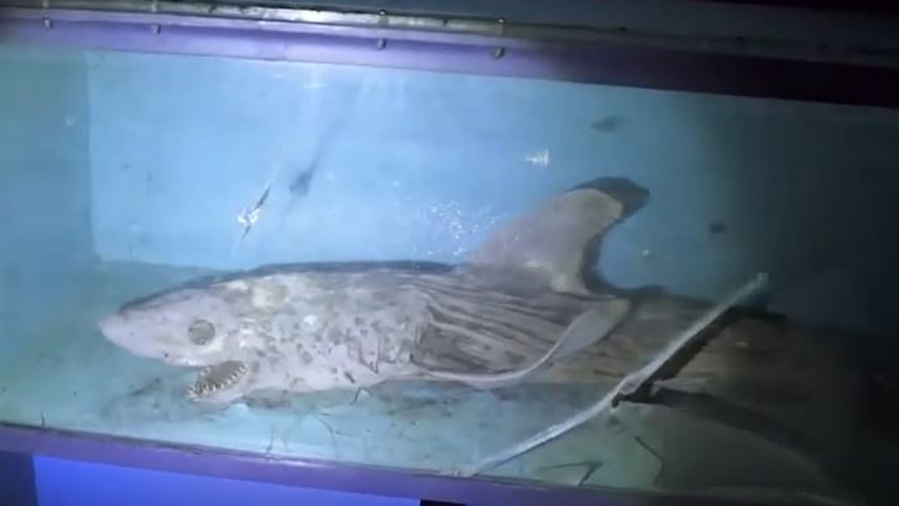 Terk edilmiş akvaryumda korku dolu anlar. Zombi köpekbalığı bulundu