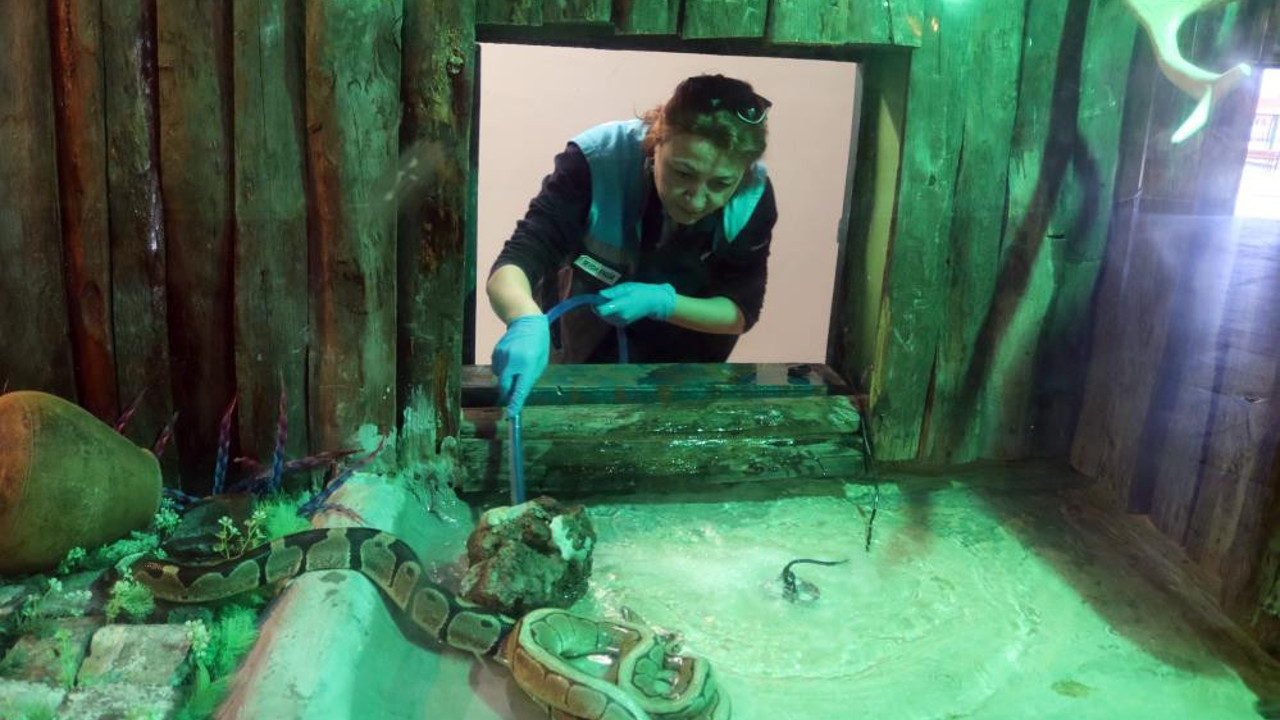 Kayserili Sevda ekmek parasını yılanlardan çıkarıyor