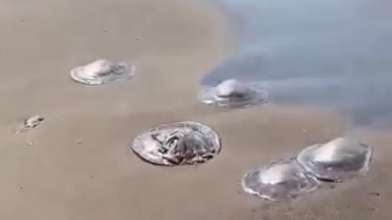 Balıkçılar, sahilde gezen vatandaşlar uzak durun 'Çok zehirli' uyarısı yapıldı