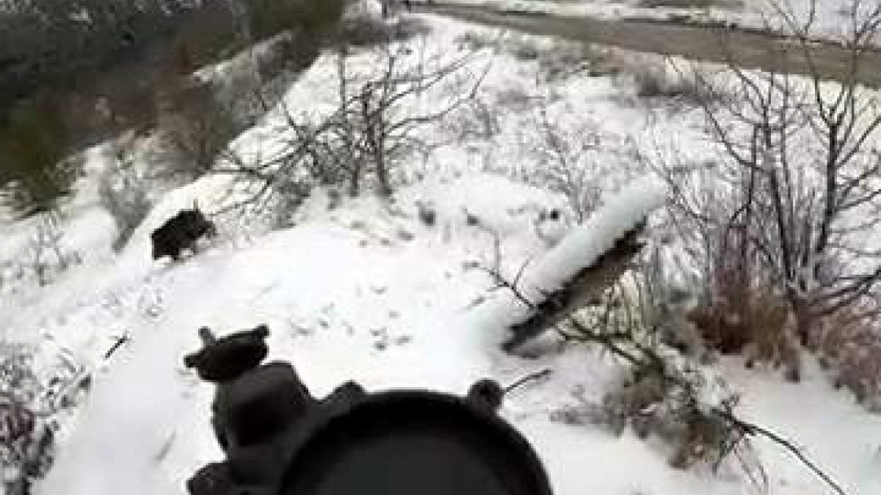 Yiyecek arayan tilkiyi yemeğe davet etti