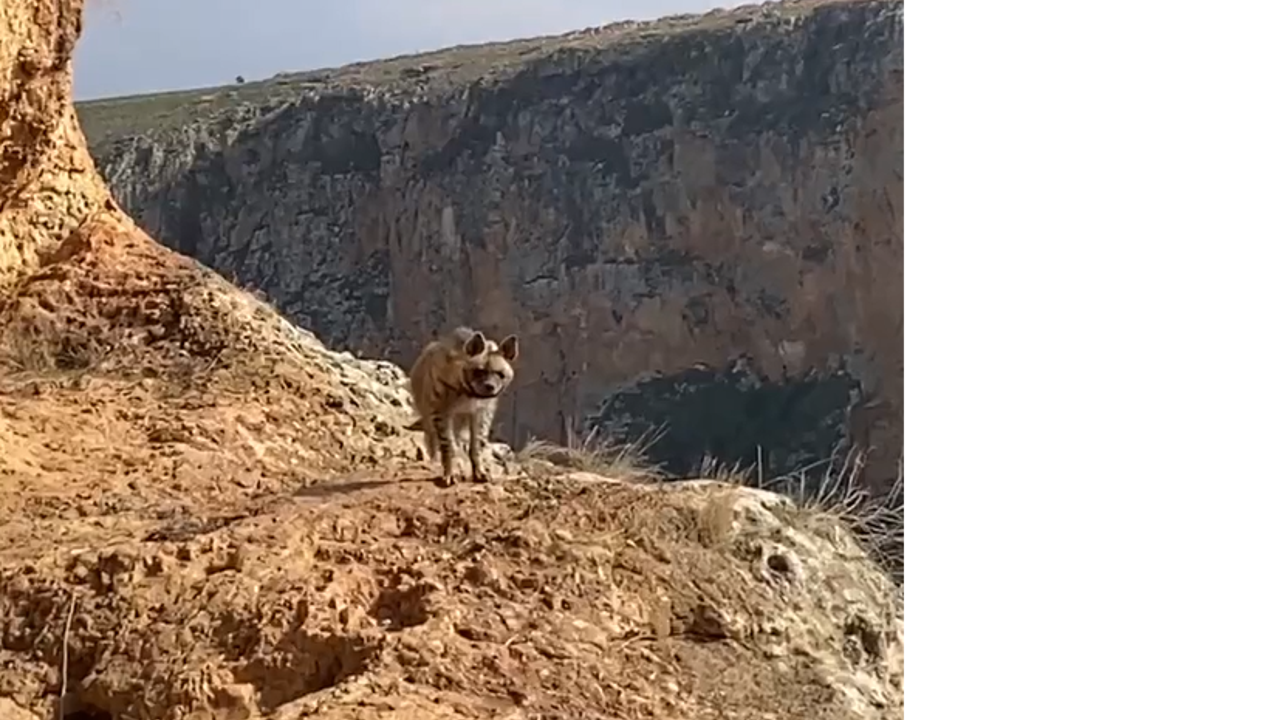 Burası Afrika değil Türkiye. ''Hayal gibi ama gerçek'' dedi. Fotoğrafını çekerken heyecandan eli titredi