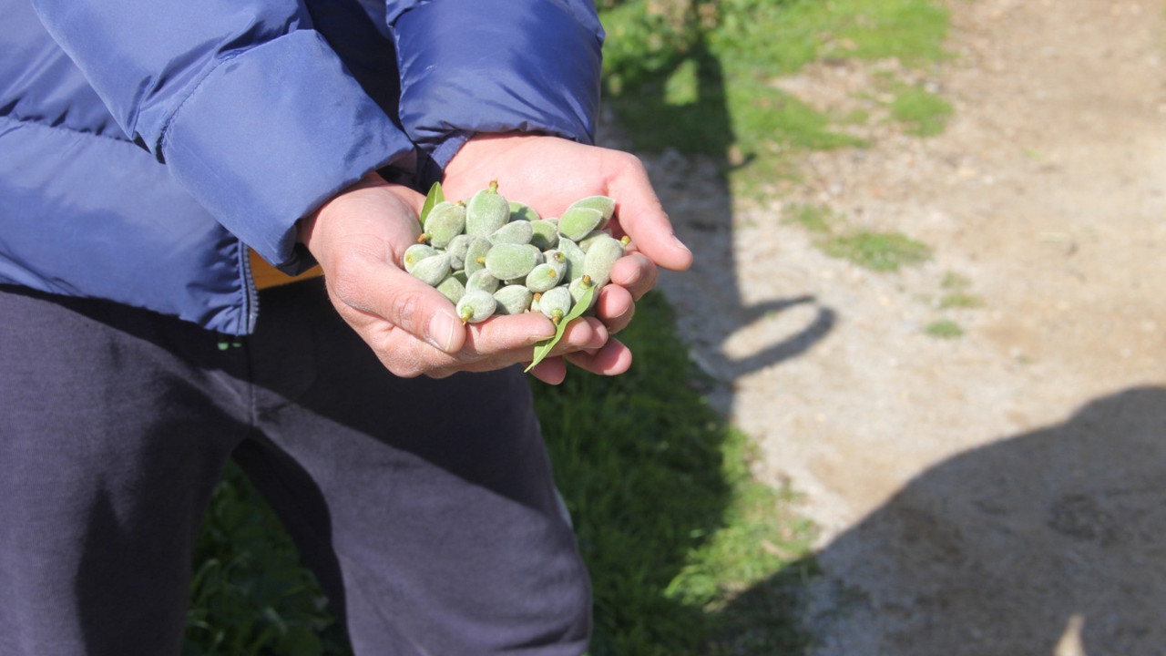 Datça'da mevsimin ilk badem çağlası hasadı başladı