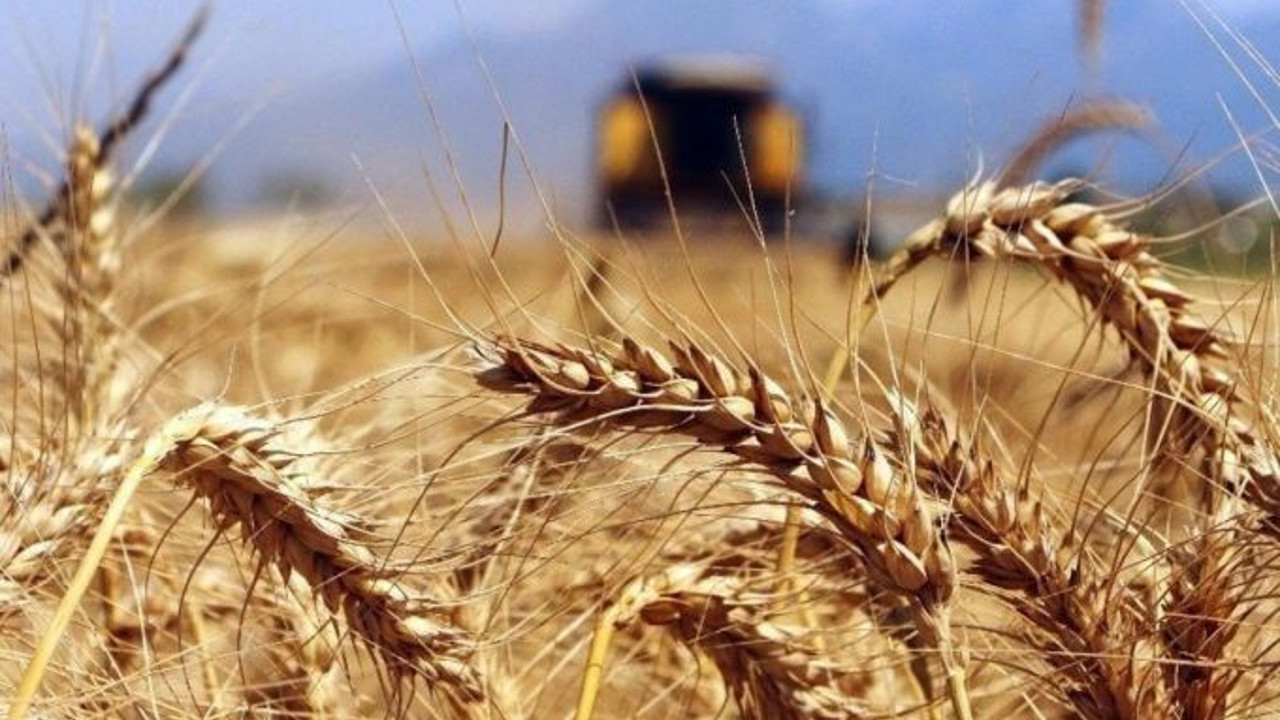 Rusya tahıl ve şeker ihracatını geçici olarak yasakladı