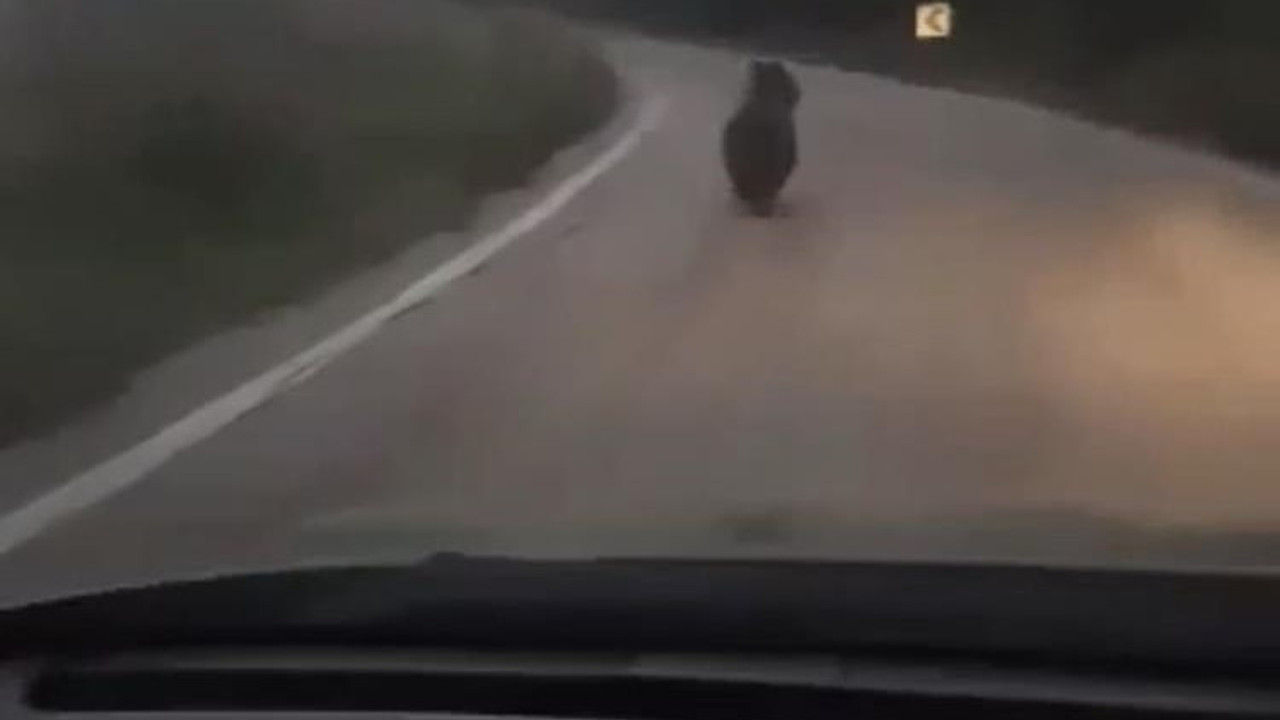 Ayıyı otomobille kovaladılar