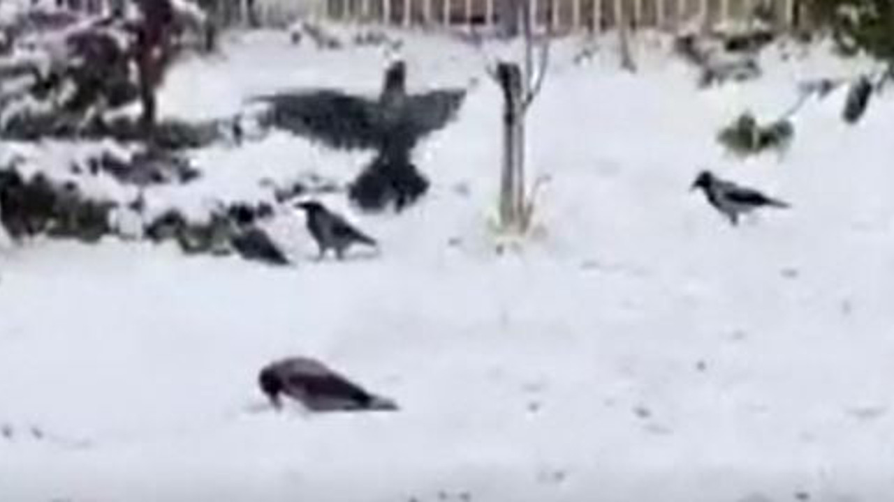 Kargaların kartopu keyfi