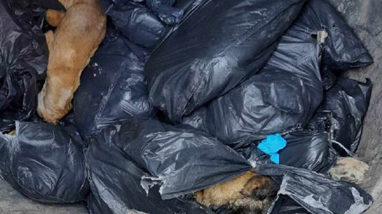 Beykoz'da çöp konteynerinde 19 ölü köpek bulundu