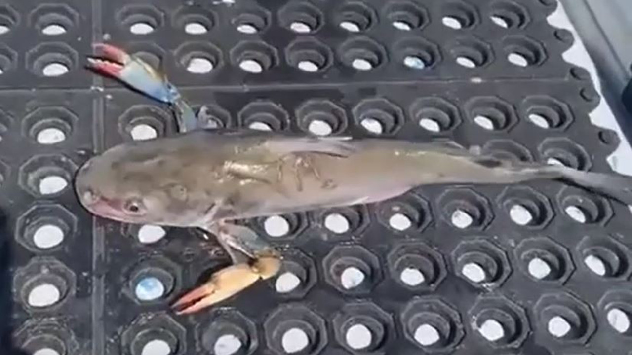 Özel oltasıyla kıskaçlı balık yakaladı