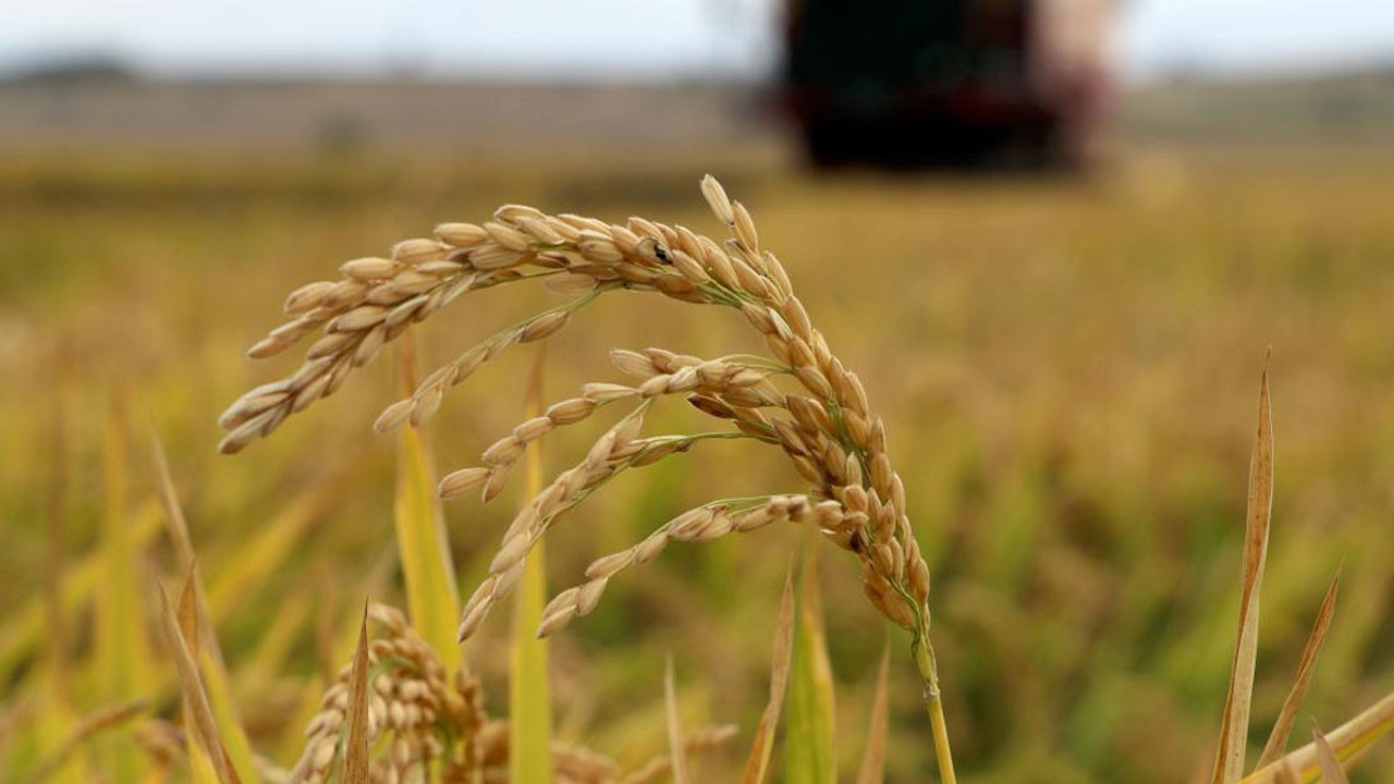 Çiftçiler Edirne'den kötü haberi verdi! Fiyat belirlenmezse...