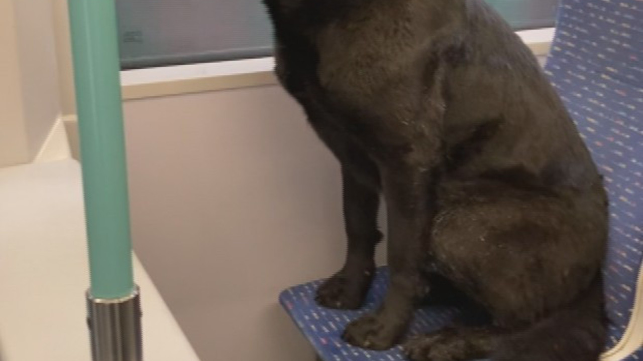 Sokak köpeği soğuk nedeniyle tramvayda yolculuk yaptı