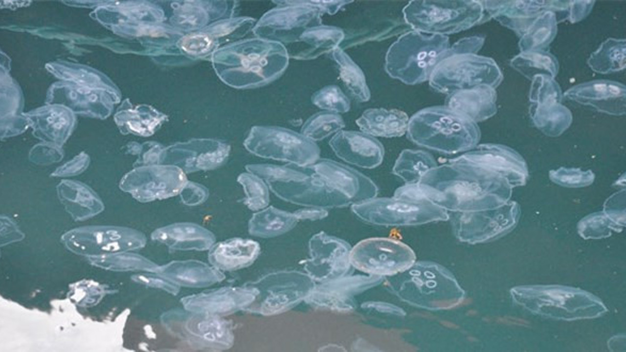 Antalya'da binlerce denizanası kıyıya vurdu